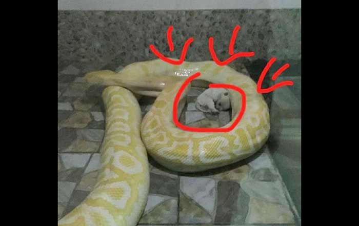 ​Alamak! Pythons Ini Diberi Makan Anak Anjing