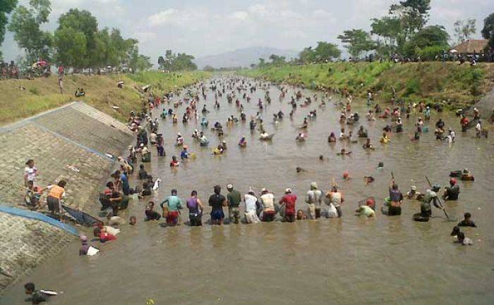 Kali Digelontor, Ribuan Warga di Boyolangu Rebutan Ikan Mabuk