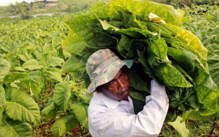 Tanggapi Rencana Pembatasan Tembakau, Pakde Karwo: Harus Ada Tanaman Pengganti