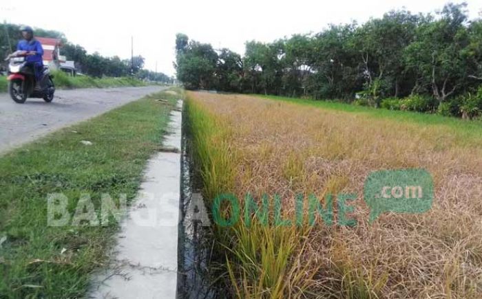 Sawah di 15 Kecamatan di Jombang Diserang Wereng, Gagal Panen Bayangi Petani