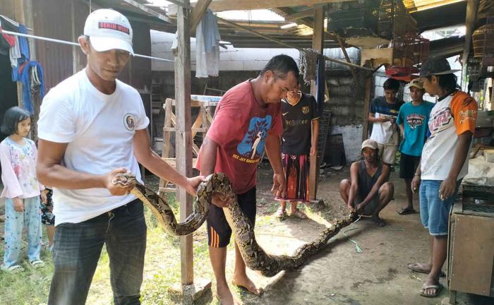 Ditemukan di Kandang Ayam, Piton 5 Meter di Pandaan Pasuruan Jadi Tontonan Warga