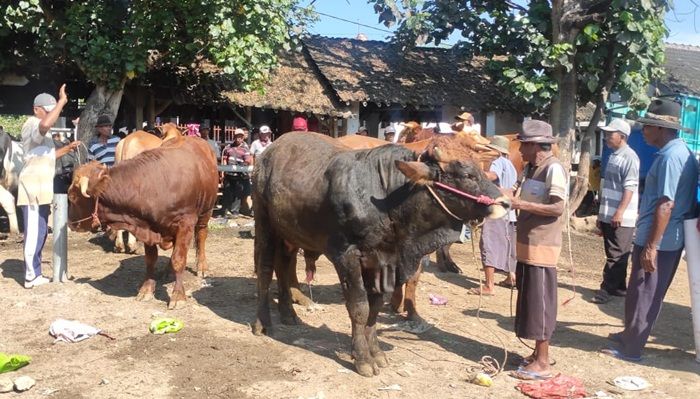 ​Pasar Hewan Kembali Buka, Pedagang Luar Jember Dilarang Masuk