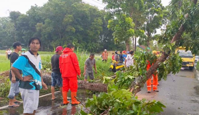 Banyak Pohon Tumbang, BPBD Jember Paparkan Alasannya