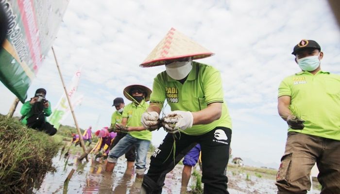 Cari Benih BK Situbondo, Pemkab Pilih Empat Galur Unggulan