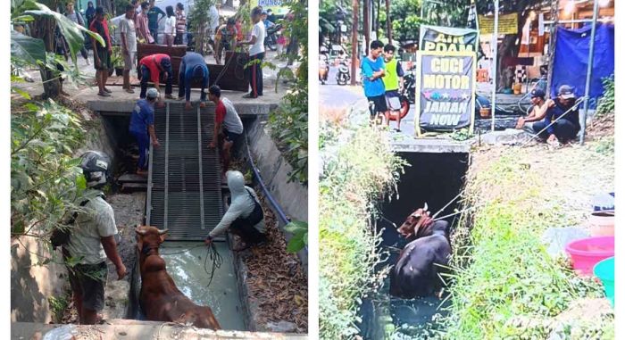 Jelang Idul Adha, 2 Sapi di Surabaya Stres hingga Masuk ke Kali