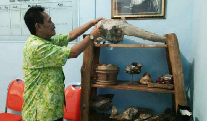 Disbudpar Bojonegoro Pamer Ratusan Macam Fosil, Ada Fosil Gajah hingga Tembikar