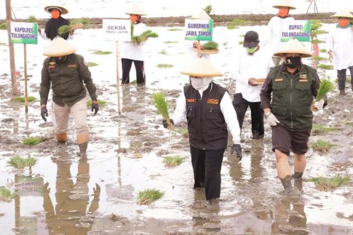 Antisipasi Krisis Pangan, Gubernur Khofifah Turun ke Sawah, Percepat Tanam Padi di Tulungagung