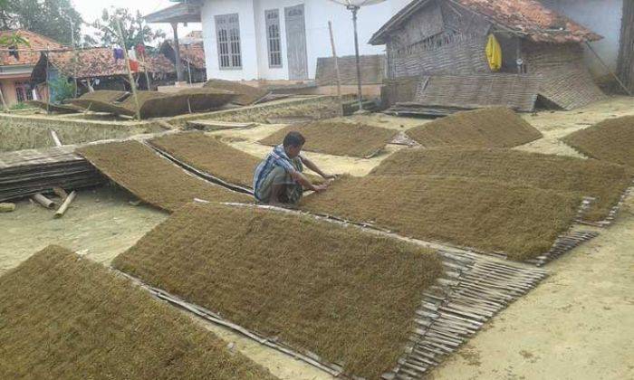 Tembakau Rusak Akibat Hujan, Petani di Sumenep Merugi