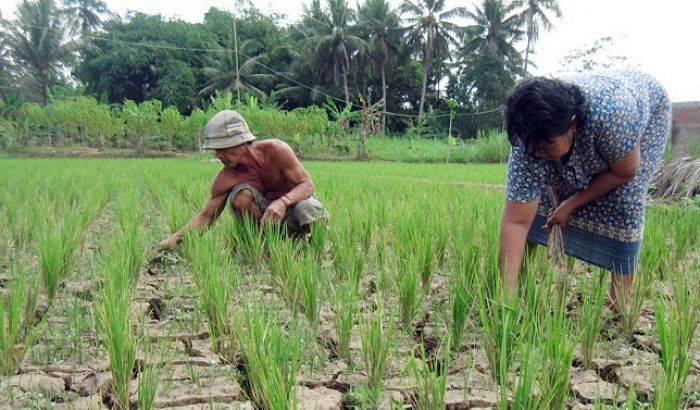 Lamongan Terancam Gagal Panen, 577 Ha Sawah Kekeringan