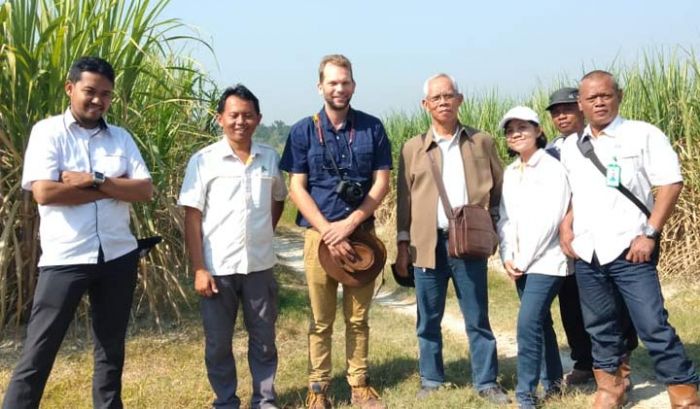 Tebu Varietas Tahan Kering Karya Peneliti Unej Diminati Produsen Gula Negara Afrika Selatan