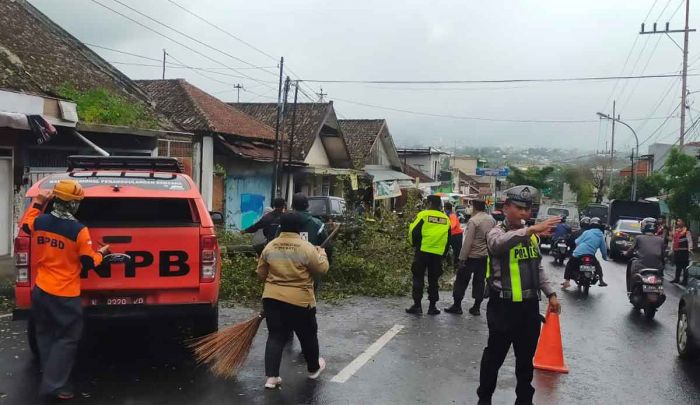 Seorang Pelajar di Kota Batu Tertimpa Pohon Tumbang