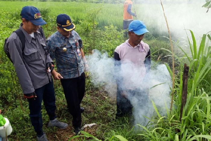 Petani Ngasem Kewalahan Atasi Serangan Hama Tikus