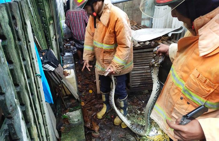 Damkar Gresik Jinakkan Ular Piton Sepanjang 3 Meter