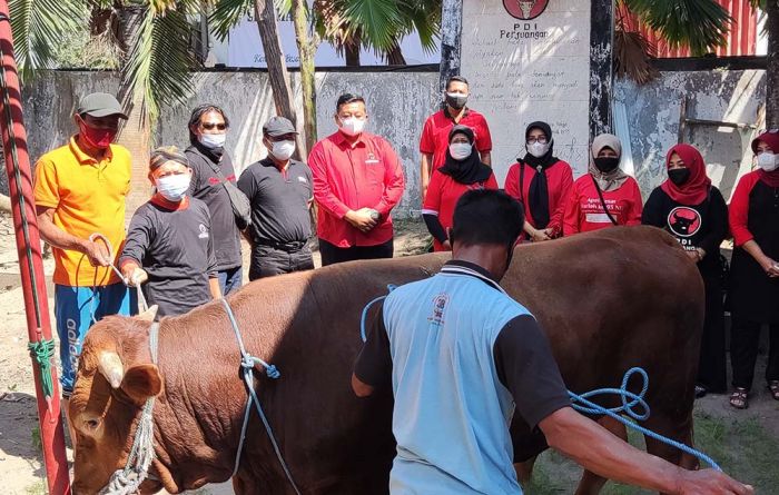 Kurban Satu Ekor Sapi, DPC PDIP Kabupaten Kediri Bagikan Daging Kurban Secara Door to Door