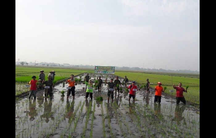 Percepatan Tanam, Dandim 0815 Mojokerto Lakukan Tanam Serentak di Mojoanyar