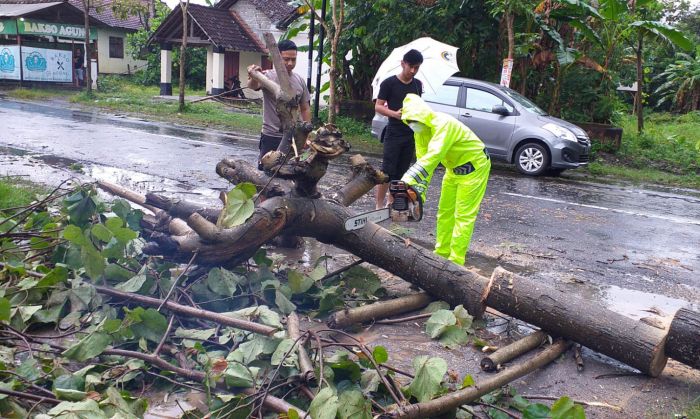 Mahasiswi di Blitar Selamat Usai Tertimpa Pohon Saat Berkendara