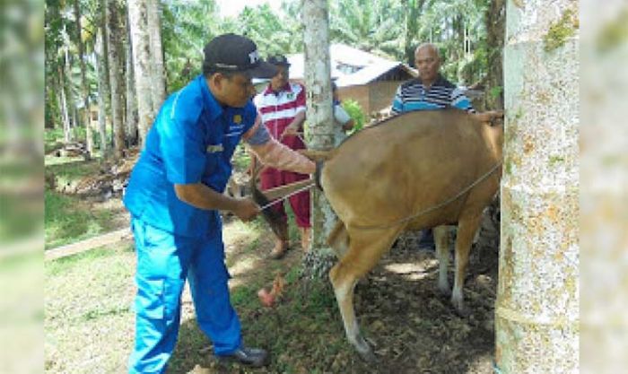 Gratis, Dinas Peternakan Pasuruan Gencarkan Inseminasi Buatan