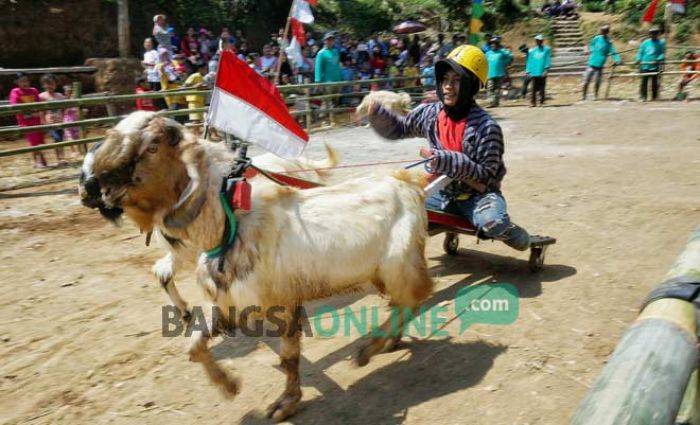 Pacuan Kambing Meriahkan Peringatan HUT RI ke-71 di Wonosalam Jombang