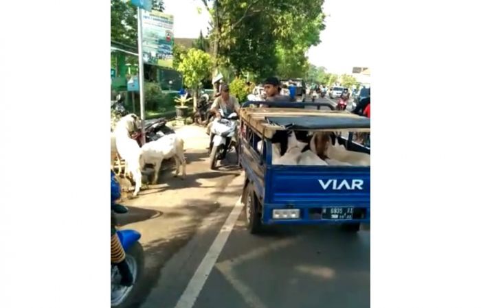 Imbas Penutupan Pasar Hewan di Pasuruan, Pedagang Keleleran di Jalan