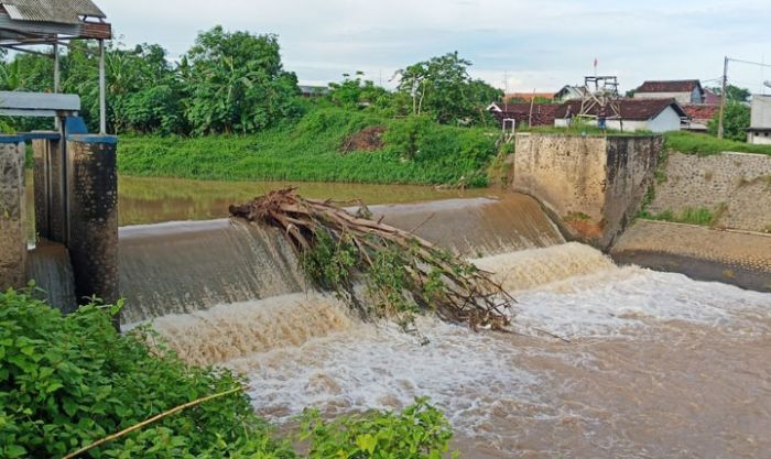 Pohon Keramat Nyangkut di Dam Telusur Ancam Jembatan Juritan