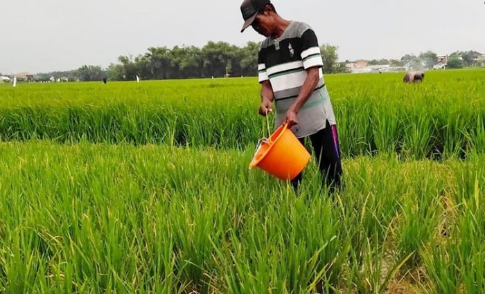 300 Hektare Lahan Padi di Jombang Terancam Gagal Panen Akibat Kekeringan