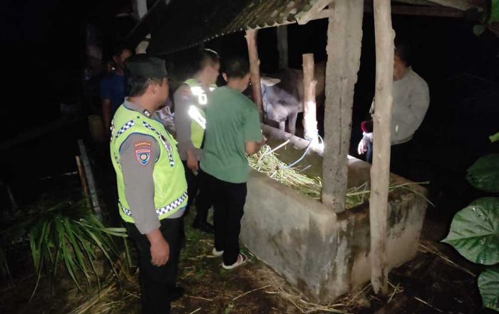 ​Maling Ternak Kembali Beraksi di Blitar, Seekor Sapi Raib saat Ditinggal Tarawih