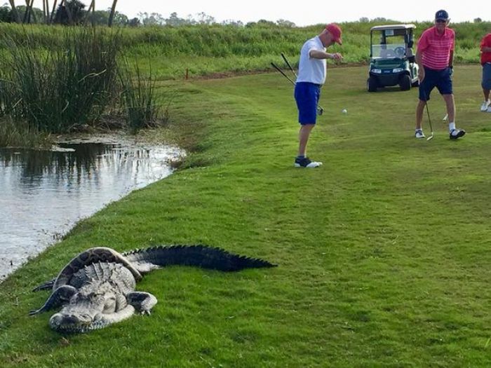 Pertandingan Golf Terhenti karena Pertarungan Hidup Mati Ular vs Buaya