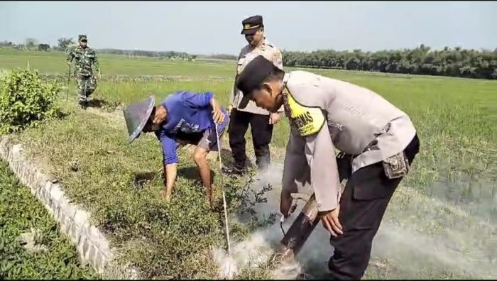 Berantas Hama Tikus, Anggota Polres Ngawi Bersama Dinas Pertanian Lakukan Gropyokan