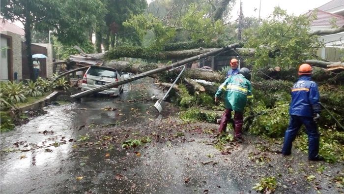 ​Hujan Deras, Sejumlah Pohon-pohon Besar di Kota Malang Tumbang Timpa Kendaraan