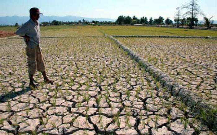 Sawah Mengering Capai 27 Ribu Ha, Disiapkan Dana Kedaruratan Rp 100 M