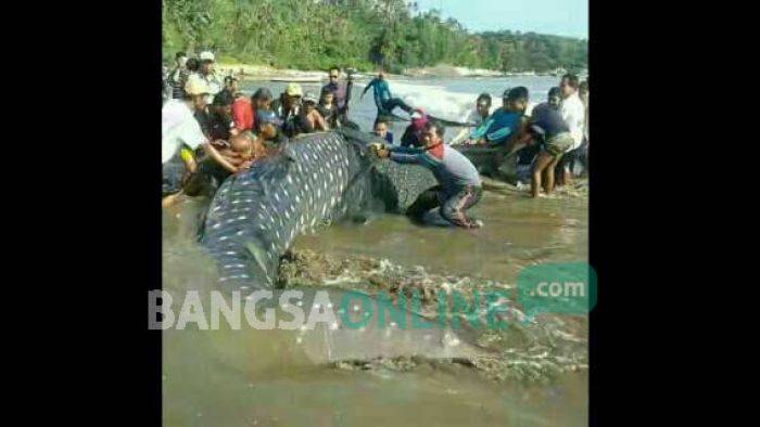 Pantai Sidem Tulungagung Digegerkan Hiu Tutul Raksasa Terdampar