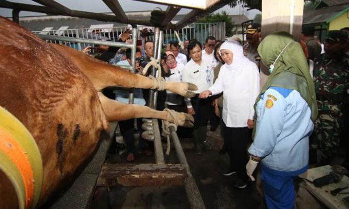 ​Jatim Surplus Daging, Nasional Impor, Khofifah akan Optimalkan Teknologi Inseminasi Buatan