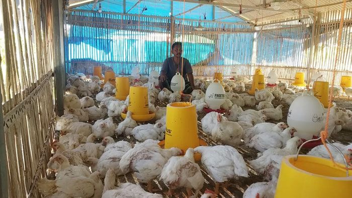 Peternak Pamekasan Keluhkan Anjloknya Harga Ayam Potong, Diduga Karena Pasokan dari Luar