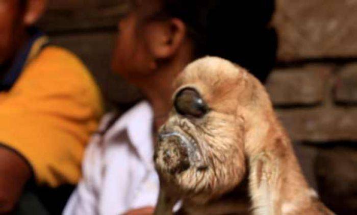 Kambing Bermata Satu di Sonobekel Nganjuk Gegerkan Warga