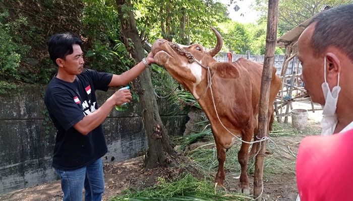 Eco Enzym yang Diolah Relawan Binaan Smelting Bantu Peternak Sapi di Gresik Lakukan Disinfeksi PMK