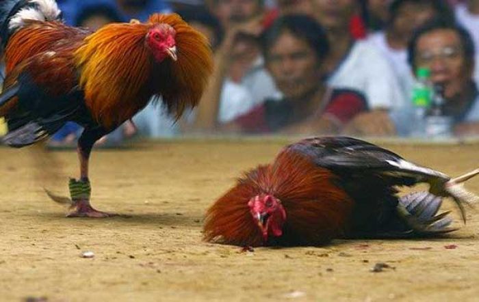 Sabung Ayam di Kabuh Jombang Digerebek Polisi, Pelaku Berhasil Kabur