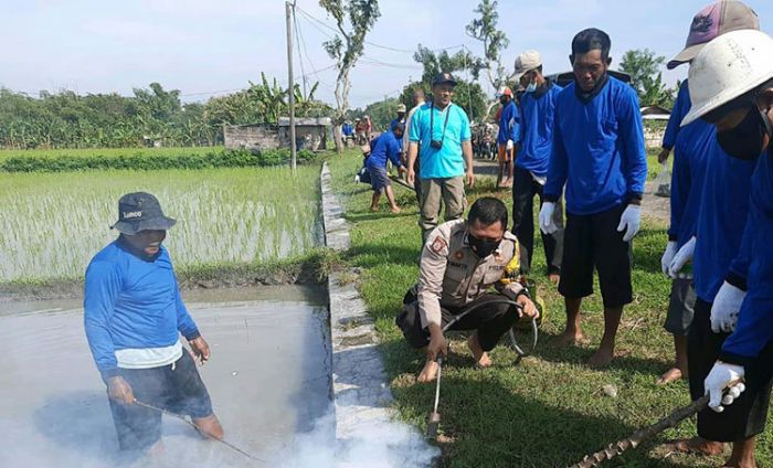 Kendalikan Hama Tikus, Warga Desa Paras Ngawi Gelar Gropyokan