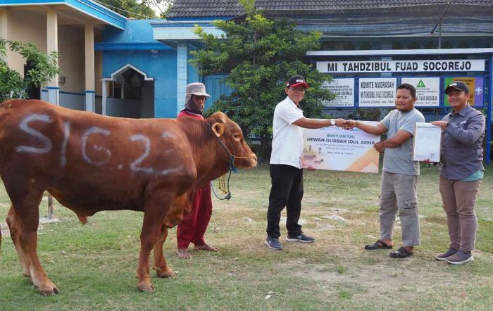 Idul Adha 1444 H/2023, SIG Salurkan 489 Hewan Kurban di 20 Provinsi