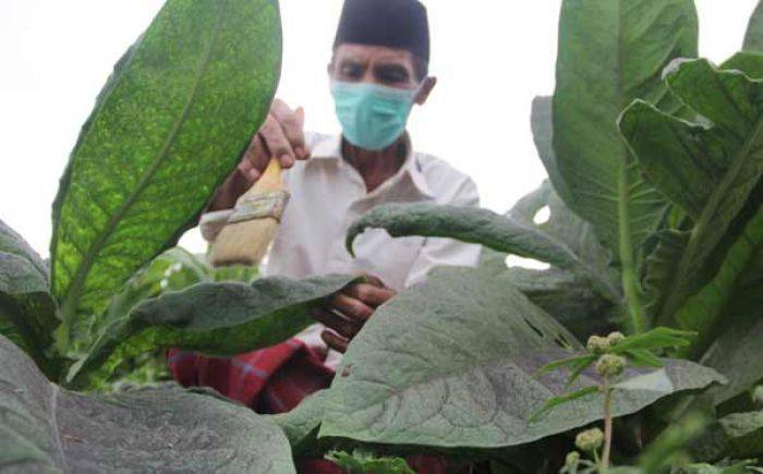 Di Pasar Eropa, Harga Tembakau Lesu, Eksportir Enggan Beli dari Petani