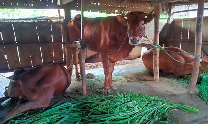 2.400 Sapi di Sampang Terpapar PMK, Biaya Pengobatan Dibebankan ke Peternak