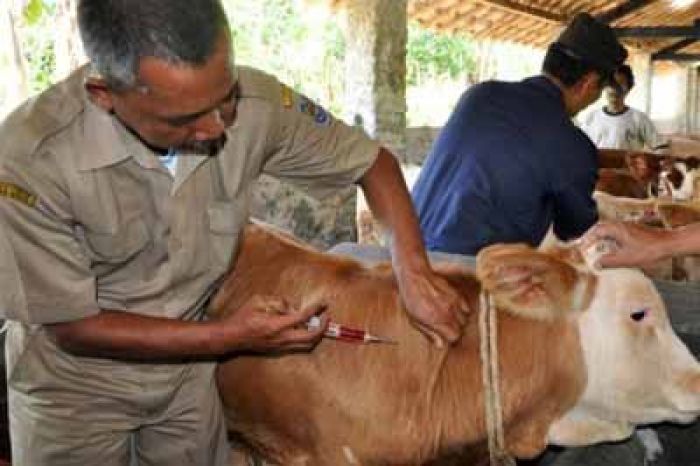 Warga di Pacitan Banyak yang Belum Tahu Apa Itu Anthrax