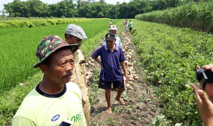 Bengkuang Loksongo Super Siap Merambah Pulau Dewata