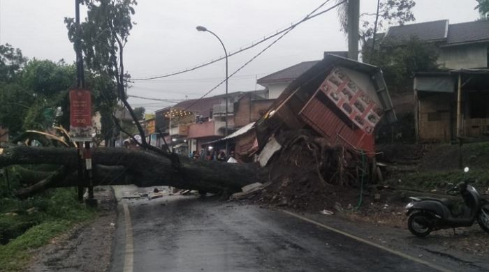 Hujan Deras di Kota Batu, Pohon Trembesi Tumbang Timpa Warung