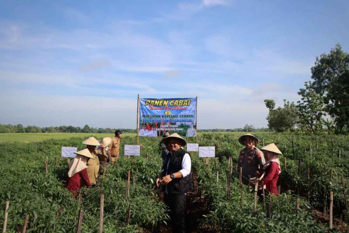 Kapolres Ngawi Bersama Forkopimda Ikuti Panen Raya 