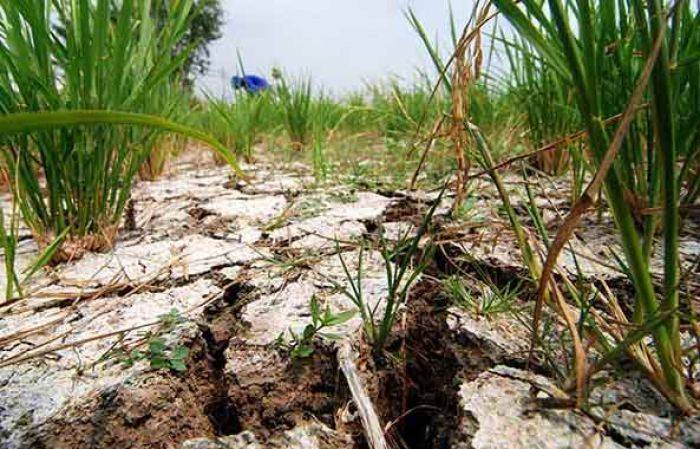 Kekurangan Air, Ribuan Hektar Padi di Pegunungan Kapur Tuban Panen Dini