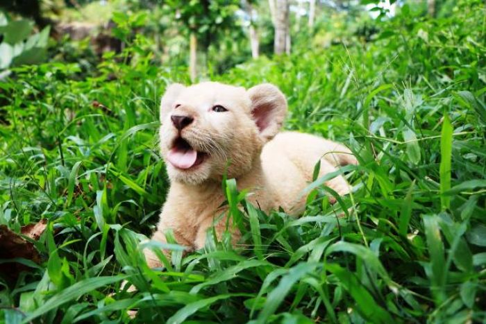 Di Musim Pademi Covid-19, Bayi Singa Putih Taman Safari Prigen Lahir dengan Normal