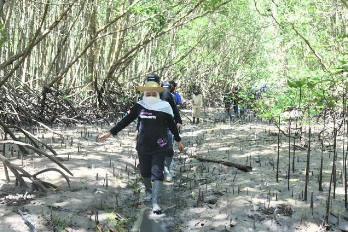 ​Restorasi Mangrove, Gubernur Khofifah Ingin Jadi Referensi Destinasi Edu Wisata