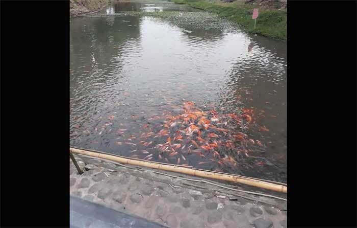 Sarat Ikan Hias, Sungai 