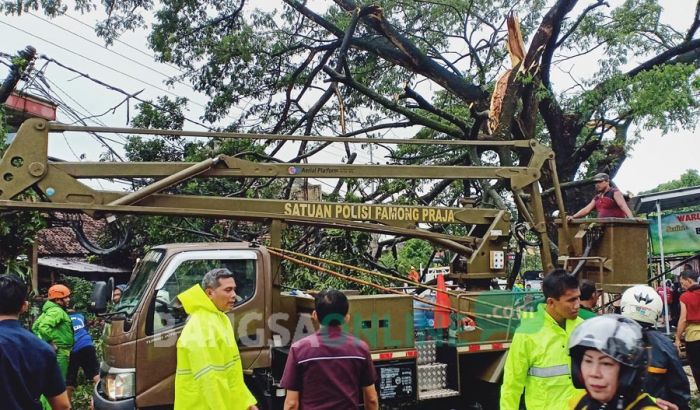 Hujan Disertai Angin Kencang Landa Kota Blitar, Pohon Besar Roboh Melintang di Jalur Provinsi