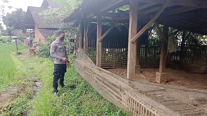 Digondol Maling, Ratusan Bebek Milik Warga di Blitar Raib Tak Berbekas